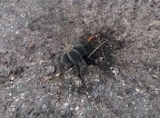 За сутки в зоне АТО уничтожают до 200 взрывоопасных предметов