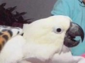 Меняя попугаю памперс, женщина потеряла свое обручальное кольцо