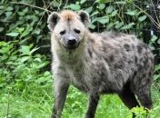 Древние гиены были жителями канадской Арктики