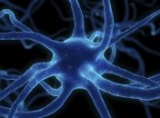 Физики впервые рассмотрели живую клетку в рентгеновский микроскоп