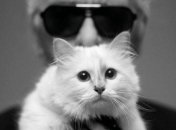 Кошка Карла Лагерфельда напишет книгу