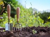 Ці рослини не тільки корисні для людей, але і для інших рослин