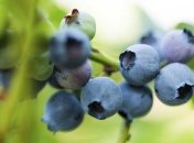 Медики обнаружили уникальное целебное свойство черники