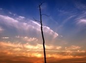 Эколог: Киев может остаться без деревьев