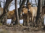 Самые масштабные миграции животных 