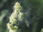 В Украине начинается сезон аллергии