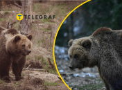 Бурий ведмідь, ілюстративне фото