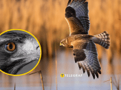 Чому яструби з’являються в містах