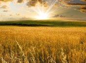 Нардеп: Закон о рынке земли может быть принят сразу после выборов