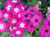 Прогноз погоды на 16 июля: ясно, на востоке небольшой дождь