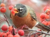 Пьяные птицы досаждают жителям Миннесоты