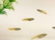 Мозг гуппи, спасающихся от хищников, оказался тяжелее, чем у сородичей