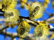 17 апреля украинцы будут отмечать Вербное воскресенье