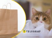 Кот и пакет
