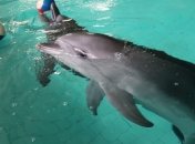 В Трускавце спасают двух дельфинов