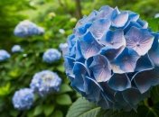 Гортензии украшают многие сады