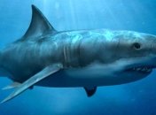 Ученые сделали необычное заявление об акулах