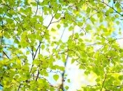 22 мая 2015, примета дня. Хотите чуда – обращайтесь к Николаю Чудотворцу