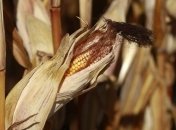 США прогнозируют абсолютный рекорд урожая кукурузы в Украине