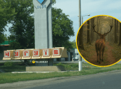 Олень заблудился в центре Чугуева