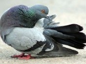 Канадец раcшифровал секретное послание времен Второй мировой войны