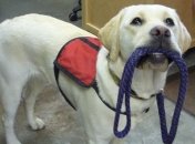 Людям с расстройствами сна необходимы собаки-поводыри