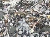 Загрязнение Тихого океана ни при чем? В России выдали новую версию гибели животных на Камчатке