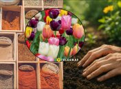 Порошок горчицы поможет вашим тюльпанам