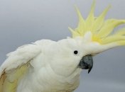 Ученые назвали неожиданные факты о попугаях какаду