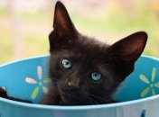 Чем нас могут заразить домашние животные?