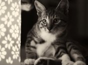 Ученые утверждают, что коты умеют врать