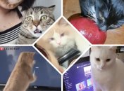 Собрали уморительные видео с пушистыми проказниками