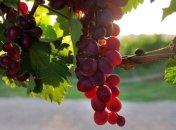 Китай стал второй страной в мире по площади виноградников