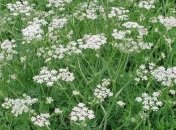 Специя, которая поможет быстро избавиться от лишних килограммов