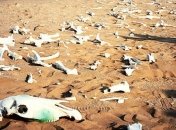 Ученые: Массовые вымирания вызваны самой эволюцией 