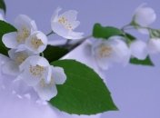 Ученые сделали необычное скрещивание для эффективного очищения воздуха