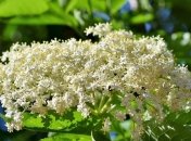 Цветущие кустарники для дачи, которые преобразят участок (Фото)