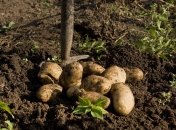 Как ухаживать за землей после уборки картофеля