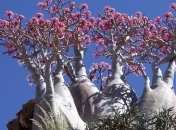 Сказочный архипелаг Сокотра (Фото)