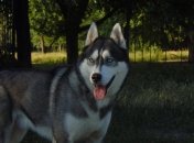 В Украине хотят оцифровывать животных