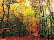 "Мартовское тепло" и туман: прогноз погоды на ближайшие дни