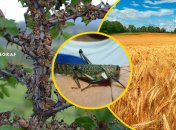 В турецких СМИ появились сообщения о крупной саранче