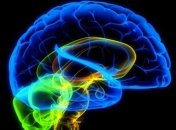 Какая часть мозга не поддается старению?