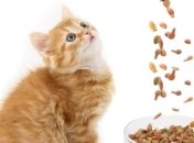 Ученые объяснили, почему кошки привередливы в еде 