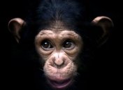 Мозг человека оказался "гибче", чем у шимпанзе  