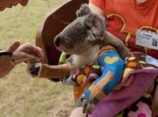 Коали опинились на межі зникнення у деяких регіонах Австралії