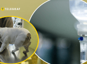 Пес проходить лікування у клініці