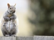 Не коронавирусом единым: бубонная чума уже в США 