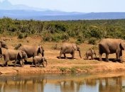 В Таиланде десятки слонов были выпущены на волю (Видео)