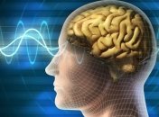 Биологи научились управлять работой мозга с помощью ультразвука